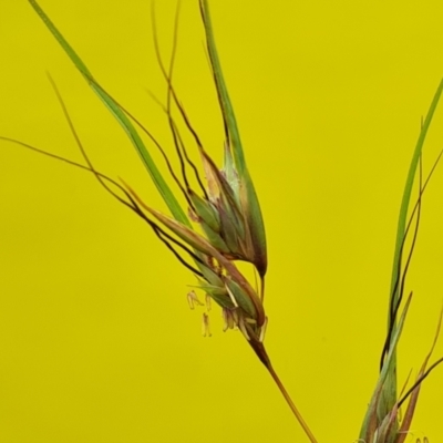 Themeda triandra (Kangaroo Grass) at Isaacs Ridge and Nearby - 19 Nov 2023 by Mike