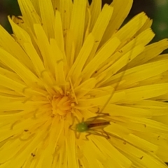 Conocephalus semivittatus (Meadow katydid) at Isaacs Ridge and Nearby - 20 Nov 2023 by Mike