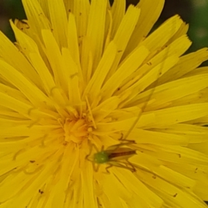 Conocephalus semivittatus at Isaacs Ridge Offset Area - 20 Nov 2023 10:36 AM