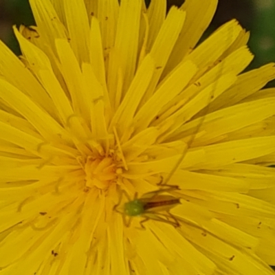 Conocephalus semivittatus (Meadow katydid) at Isaacs Ridge Offset Area - 19 Nov 2023 by Mike