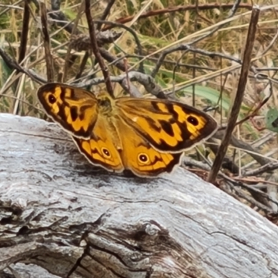 Heteronympha merope (Common Brown Butterfly) at Jerrabomberra, ACT - 19 Nov 2023 by Mike