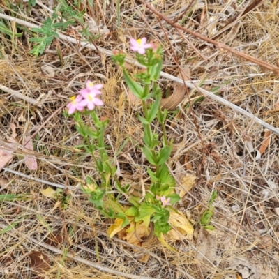 Centaurium erythraea (Common Centaury) at Isaacs Ridge and Nearby - 19 Nov 2023 by Mike