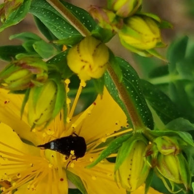 Mordellidae (family) (Unidentified pintail or tumbling flower beetle) at Isaacs Ridge and Nearby - 19 Nov 2023 by Mike