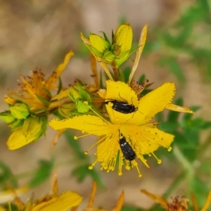 Mordellidae (family) at Undefined Area - 20 Nov 2023 10:06 AM