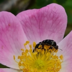 Mordellidae (family) (Unidentified pintail or tumbling flower beetle) at Isaacs Ridge and Nearby - 20 Nov 2023 by Mike