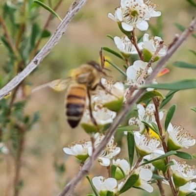 Apis mellifera (European honey bee) at Jerrabomberra, ACT - 19 Nov 2023 by Mike