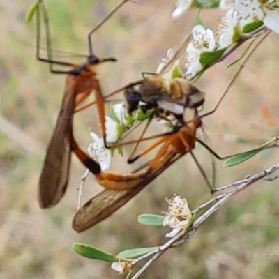 Harpobittacus (genus) (Hangingfly) at Isaacs Ridge NR (ICR) - 20 Nov 2023 by Mike