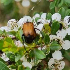 Phyllotocus sp. (genus) (Nectar scarab) at Jerrabomberra, ACT - 19 Nov 2023 by Mike