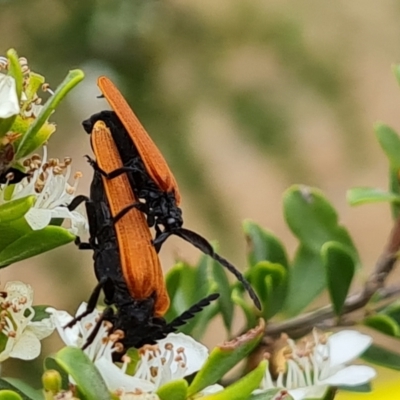 Porrostoma rhipidium (Long-nosed Lycid (Net-winged) beetle) at Isaacs Ridge - 19 Nov 2023 by Mike