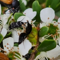 Mordella sydneyana (Pintail Beetle) at Isaacs Ridge and Nearby - 19 Nov 2023 by Mike