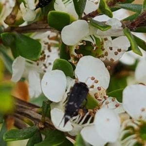 Mordella sydneyana at Isaacs Ridge NR (ICR) - 20 Nov 2023 09:47 AM