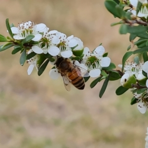 Apis mellifera at Isaacs Ridge NR (ICR) - 20 Nov 2023 09:43 AM