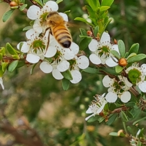 Apis mellifera at Isaacs Ridge NR (ICR) - 20 Nov 2023