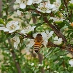 Apis mellifera at Isaacs Ridge NR (ICR) - 20 Nov 2023