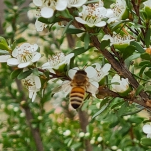 Apis mellifera at Isaacs Ridge NR (ICR) - 20 Nov 2023 09:43 AM