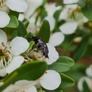 Mordellidae (family) at Isaacs Ridge NR (ICR) - 20 Nov 2023 09:43 AM