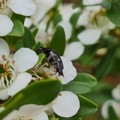 Mordellidae (family) (Unidentified pintail or tumbling flower beetle) at Isaacs Ridge NR (ICR) - 19 Nov 2023 by Mike