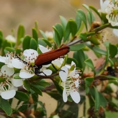 Porrostoma rhipidium (Long-nosed Lycid (Net-winged) beetle) at Isaacs Ridge Offset Area - 20 Nov 2023 by Mike