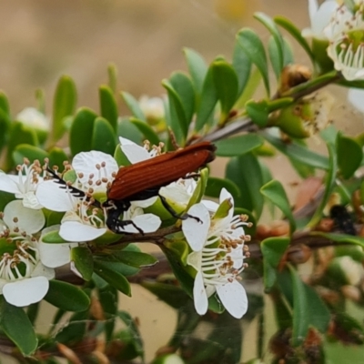 Porrostoma rhipidium (Long-nosed Lycid (Net-winged) beetle) at Isaacs Ridge and Nearby - 19 Nov 2023 by Mike