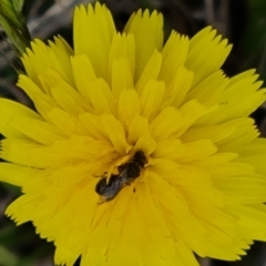 Lasioglossum sp. (genus) (Furrow Bee) at Isaacs Ridge Offset Area - 19 Nov 2023 by Mike