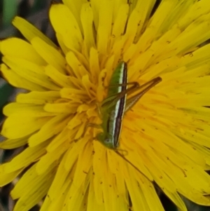 Conocephalus semivittatus at Isaacs Ridge Offset Area - 20 Nov 2023 09:25 AM