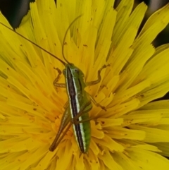 Conocephalus semivittatus at Isaacs Ridge Offset Area - 20 Nov 2023 09:25 AM