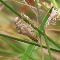 Unidentified Mayfly (Ephemeroptera) at Gordon Pond - 20 Nov 2023 by RodDeb