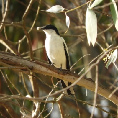 Lalage tricolor (White-winged Triller) at Murrumbateman, NSW - 21 Nov 2023 by SimoneC
