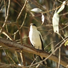 Lalage tricolor at Murrumbateman, NSW - 21 Nov 2023 04:54 PM