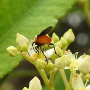 Bibionidae (family) at ANBG - 21 Nov 2023