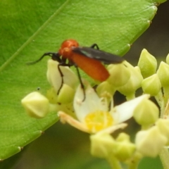 Bibionidae (family) at ANBG - 21 Nov 2023 12:24 PM