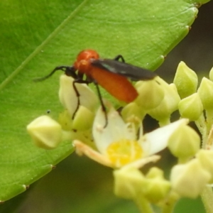 Bibionidae (family) at ANBG - 21 Nov 2023