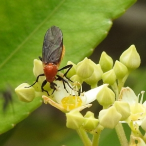 Bibionidae (family) at ANBG - 21 Nov 2023