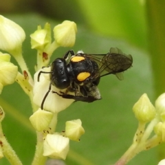 Leioproctus (Leioproctus) irroratus (Yellow-shouldered Bee) at ANBG - 21 Nov 2023 by HelenCross