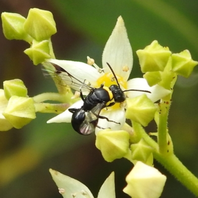 Hylaeus (Prosopisteron) primulipictus (Hylaeine colletid bee) at ANBG - 21 Nov 2023 by HelenCross