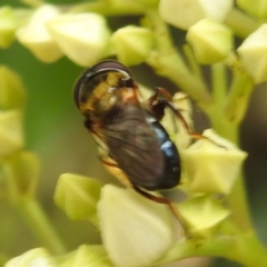 Psilota sp. (genus) at Canberra Central, ACT - 21 Nov 2023 by HelenCross