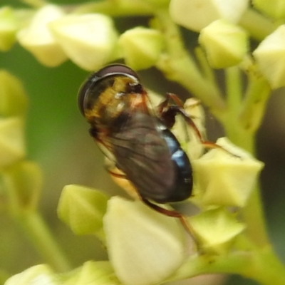 Unidentified Hover fly (Syrphidae) at ANBG - 21 Nov 2023 by HelenCross