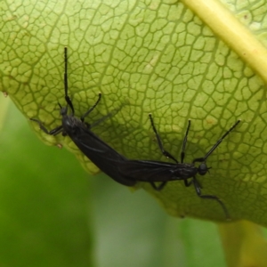 Bibionidae (family) at ANBG - 21 Nov 2023