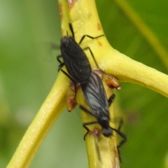 Bibionidae (family) at ANBG - 21 Nov 2023