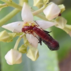 Thynninae (subfamily) (Smooth flower wasp) at Canberra Central, ACT - 21 Nov 2023 by HelenCross