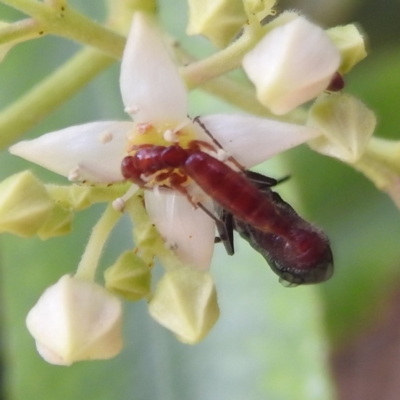 Thynninae (subfamily) (Smooth flower wasp) at ANBG - 21 Nov 2023 by HelenCross