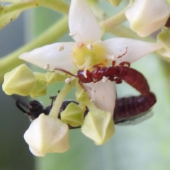 Thynninae (subfamily) at ANBG - 21 Nov 2023 12:29 PM