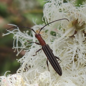 Syllitus rectus at ANBG - 21 Nov 2023