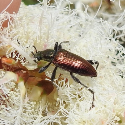 Lepturidea sp. (genus) (Comb-clawed beetle) at ANBG - 21 Nov 2023 by HelenCross