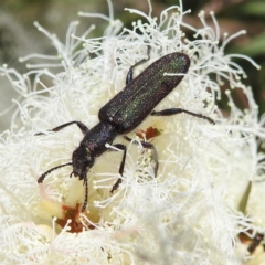 Eleale sp. (genus) (Clerid beetle) at ANBG - 21 Nov 2023 by HelenCross