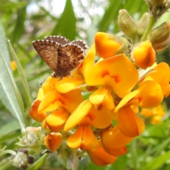 Neolucia agricola (Fringed Heath-blue) at GG01 - 21 Nov 2023 by HelenCross