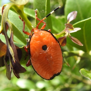 Musgraveia sulciventris at GG177 - 21 Nov 2023