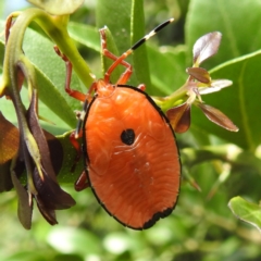 Musgraveia sulciventris (Bronze Orange Bug) at GG177 - 21 Nov 2023 by HelenCross