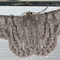 Crypsiphona ocultaria (Red-lined Looper Moth) at Florey, ACT - 21 Nov 2023 by LisaH