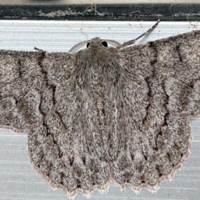 Crypsiphona ocultaria (Red-lined Looper Moth) at Florey, ACT - 21 Nov 2023 by LisaH